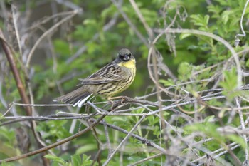 アオジ 愛知県豊田市逢妻女川 2022年4月4日(月)