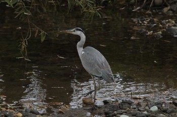 Grey Heron 北海道　函館市　松倉川 Wed, 11/8/2017