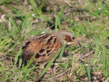 Chestnut-eared Bunting 岡山旭川 Mon, 4/4/2022