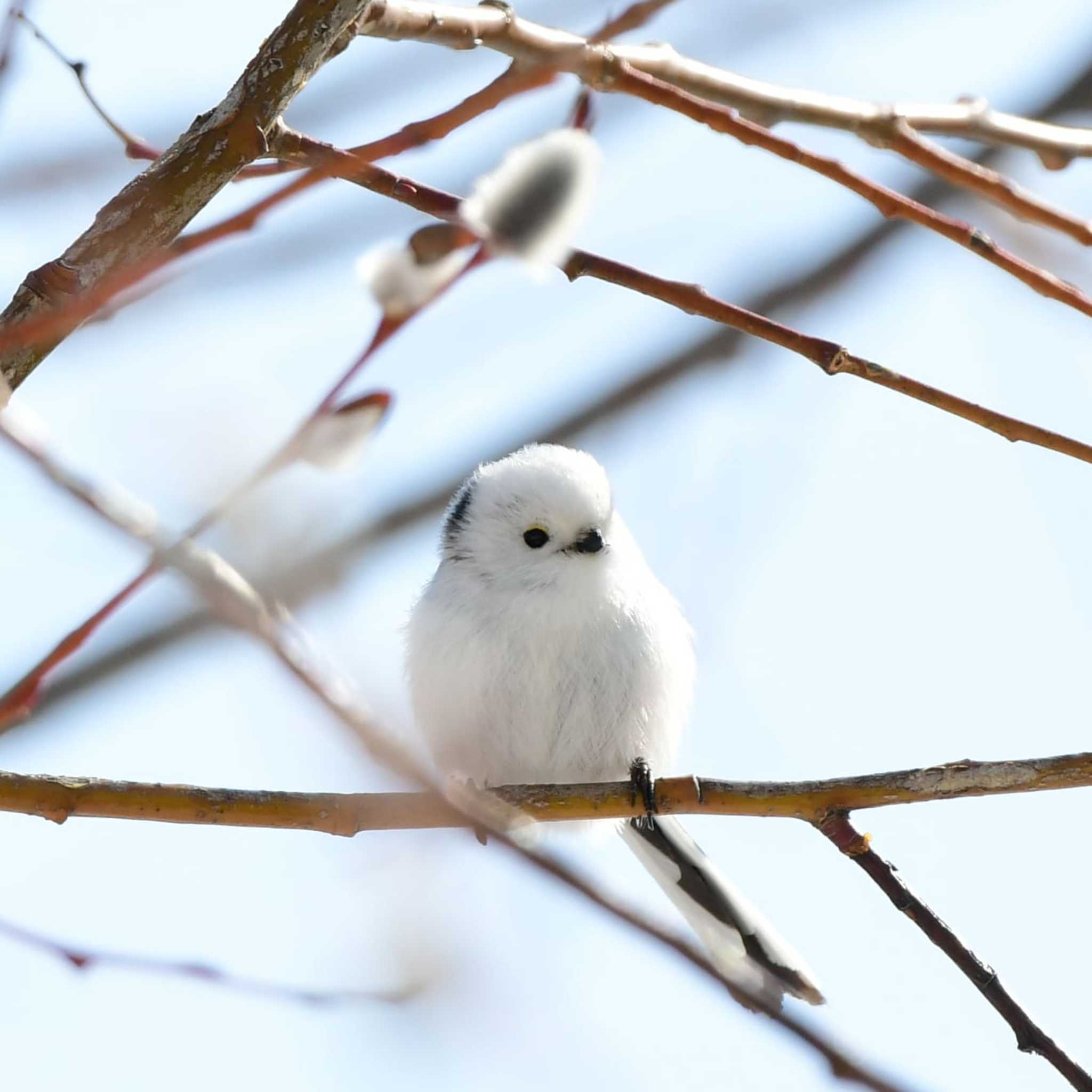 札幌市内 シマエナガの写真 by ありちゃん