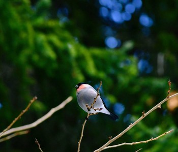 Eurasian Bullfinch 札幌市内 Sat, 3/12/2022