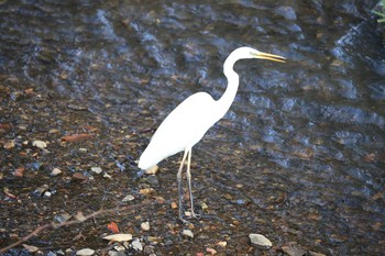 Great Egret 北海道　函館市　鮫川 Wed, 11/8/2017