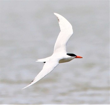 Caspian Tern 有明海 Sat, 4/2/2022