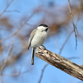 ハシブトガラ 真駒内公園 2022年4月4日(月)