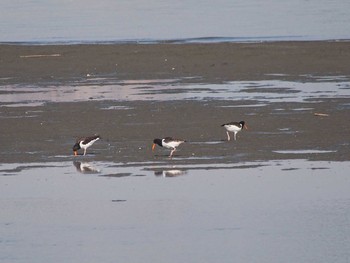 Eurasian Oystercatcher 養老川河口 Sat, 11/4/2017