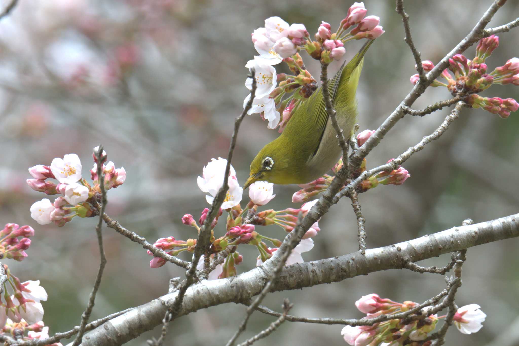 滋賀県甲賀市甲南町創造の森 メジロの写真 by masatsubo