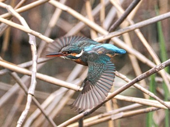 カワセミ 大泉緑地 2022年4月2日(土)