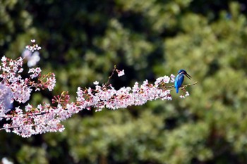 Common Kingfisher 上野台公園（東海市） Mon, 4/4/2022