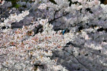 Common Kingfisher 上野台公園（東海市） Mon, 4/4/2022