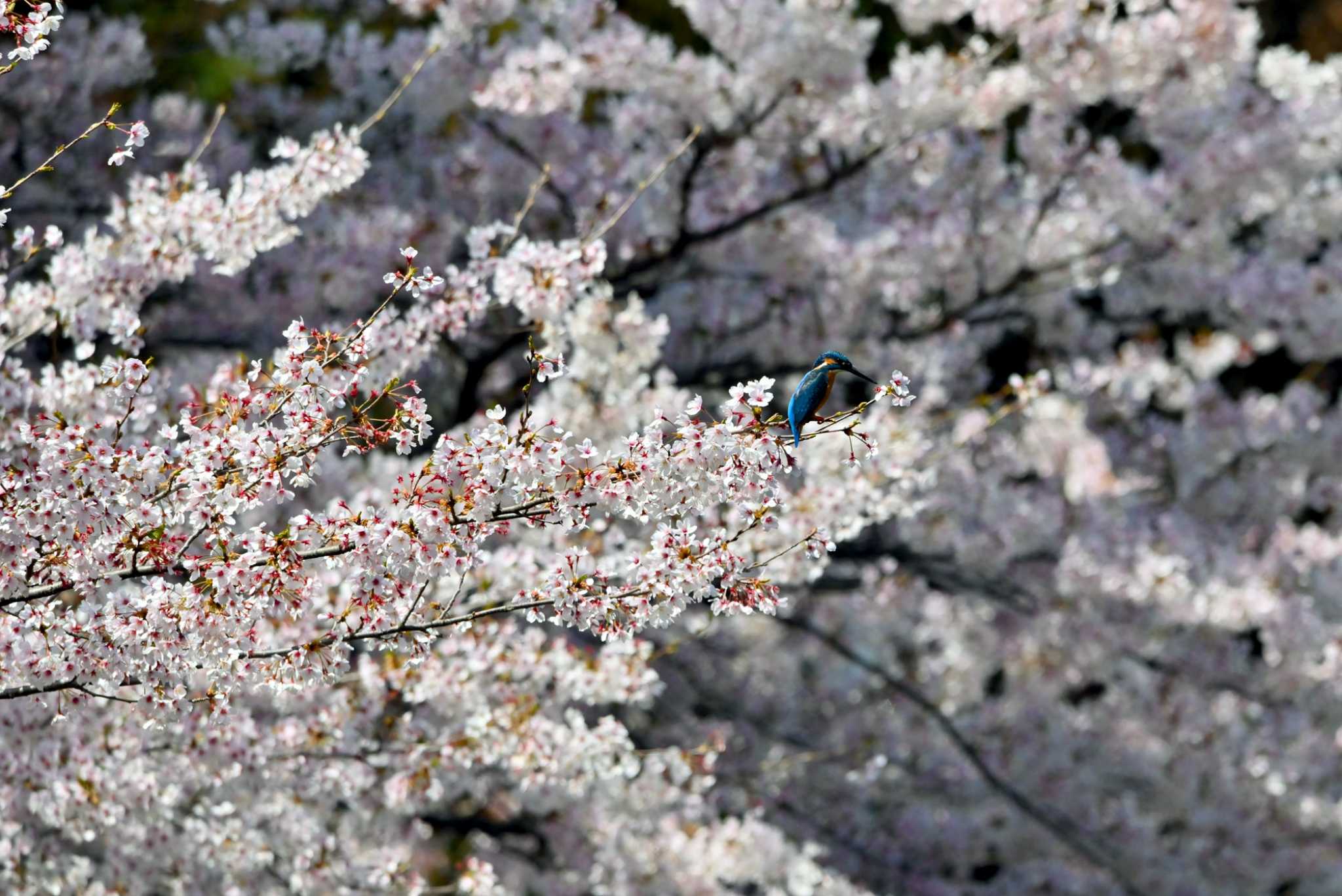 桜　間に合いました by ポッちゃんのパパ