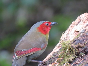 Red-faced Liocichla タイ Fri, 1/13/2017