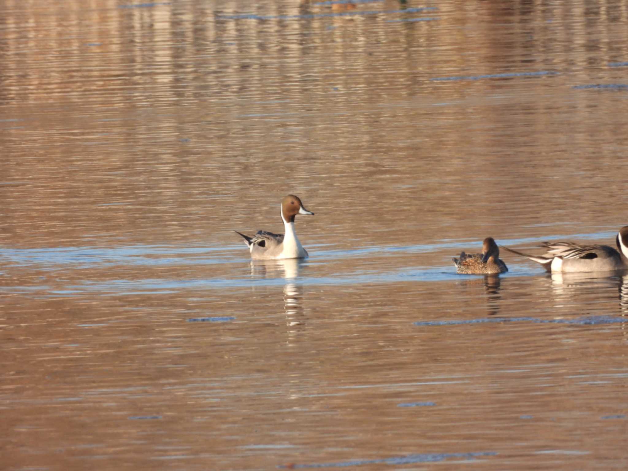 Photo of Northern Pintail at 東屯田川遊水地 by TAMACO