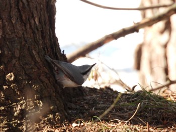 Eurasian Nuthatch 千歳市林東公園 Mon, 4/4/2022