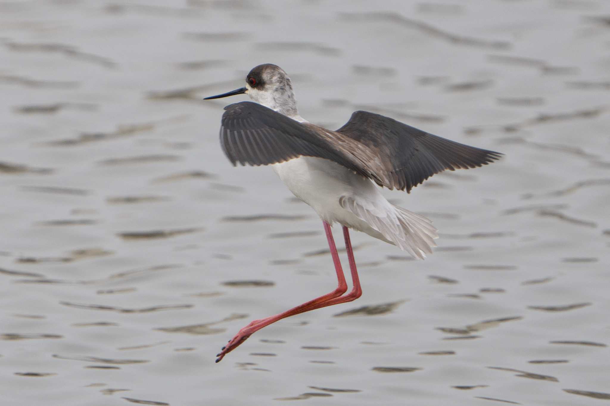 Black-winged Stilt