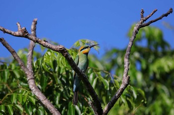 2017年10月7日(土) Flecker Botanical Garden(Cairns)の野鳥観察記録