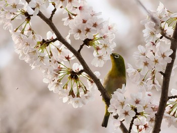 Sat, 4/2/2022 Birding report at 不動ヶ池