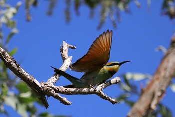 Rainbow Bee-eater Flecker Botanical Garden(Cairns) Sat, 10/7/2017