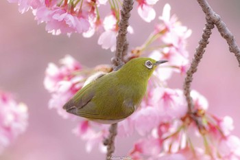 Warbling White-eye Machida Yakushiike Park Mon, 3/28/2022