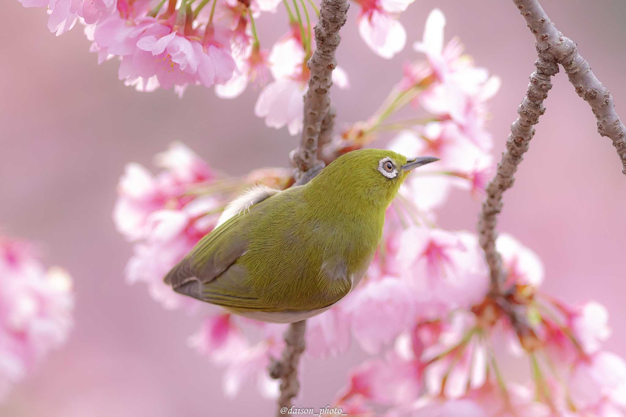 Photo of Warbling White-eye at Machida Yakushiike Park by Daison