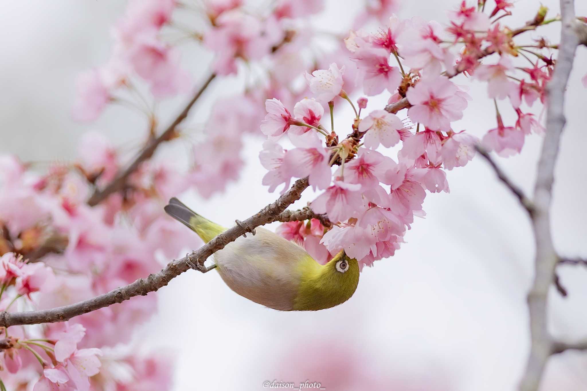 Photo of Warbling White-eye at 薬師池 by Daison