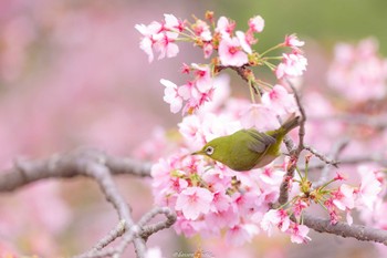 Warbling White-eye Machida Yakushiike Park Mon, 3/28/2022