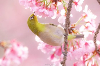 Warbling White-eye 薬師池 Mon, 3/28/2022