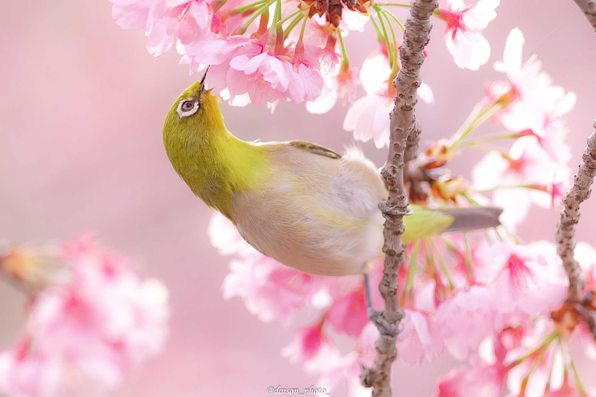 Photo of Warbling White-eye at 薬師池 by Daison