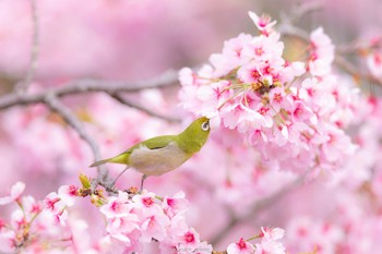 Warbling White-eye Machida Yakushiike Park Mon, 3/28/2022