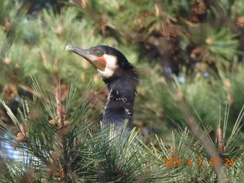 Great Cormorant 世田谷区 Sat, 4/3/2021