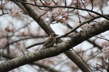 Japanese Pygmy Woodpecker 希望ヶ丘文化公園 Sun, 4/3/2022