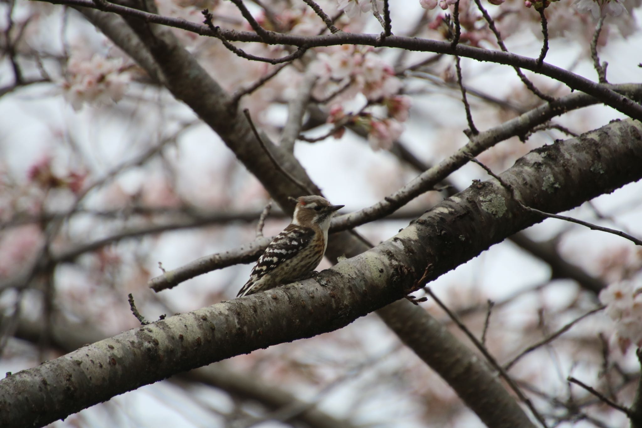Photo of Japanese Pygmy Woodpecker at 希望ヶ丘文化公園 by Mariko N