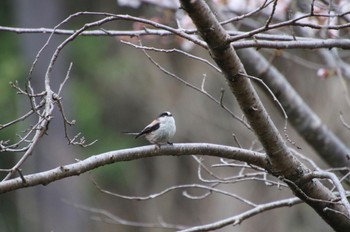 エナガ 希望ヶ丘文化公園 2022年4月3日(日)