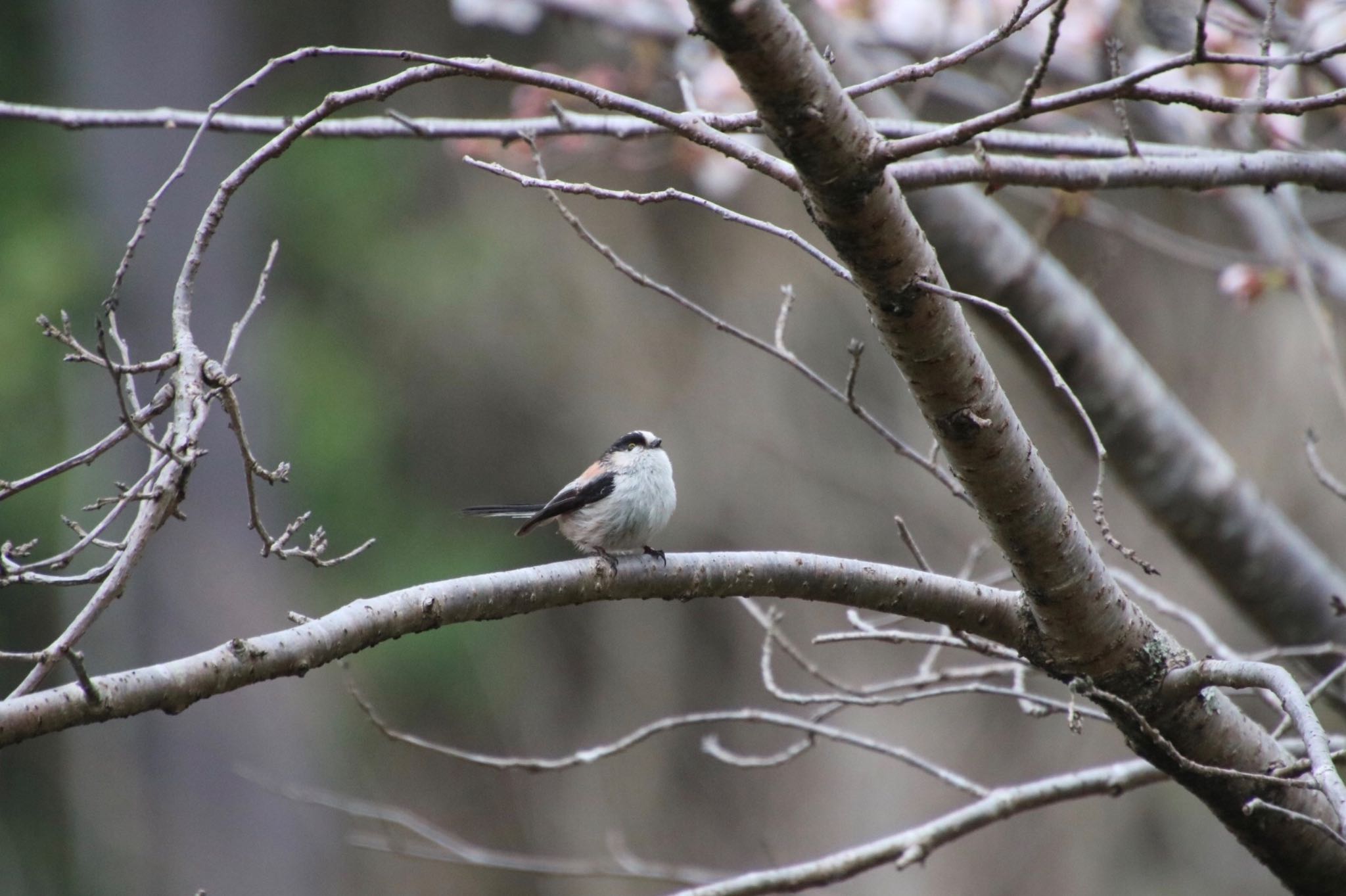 Photo of Long-tailed Tit at 希望ヶ丘文化公園 by Mariko N