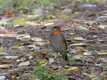 Siberian Rubythroat Nagai Botanical Garden Thu, 11/9/2017