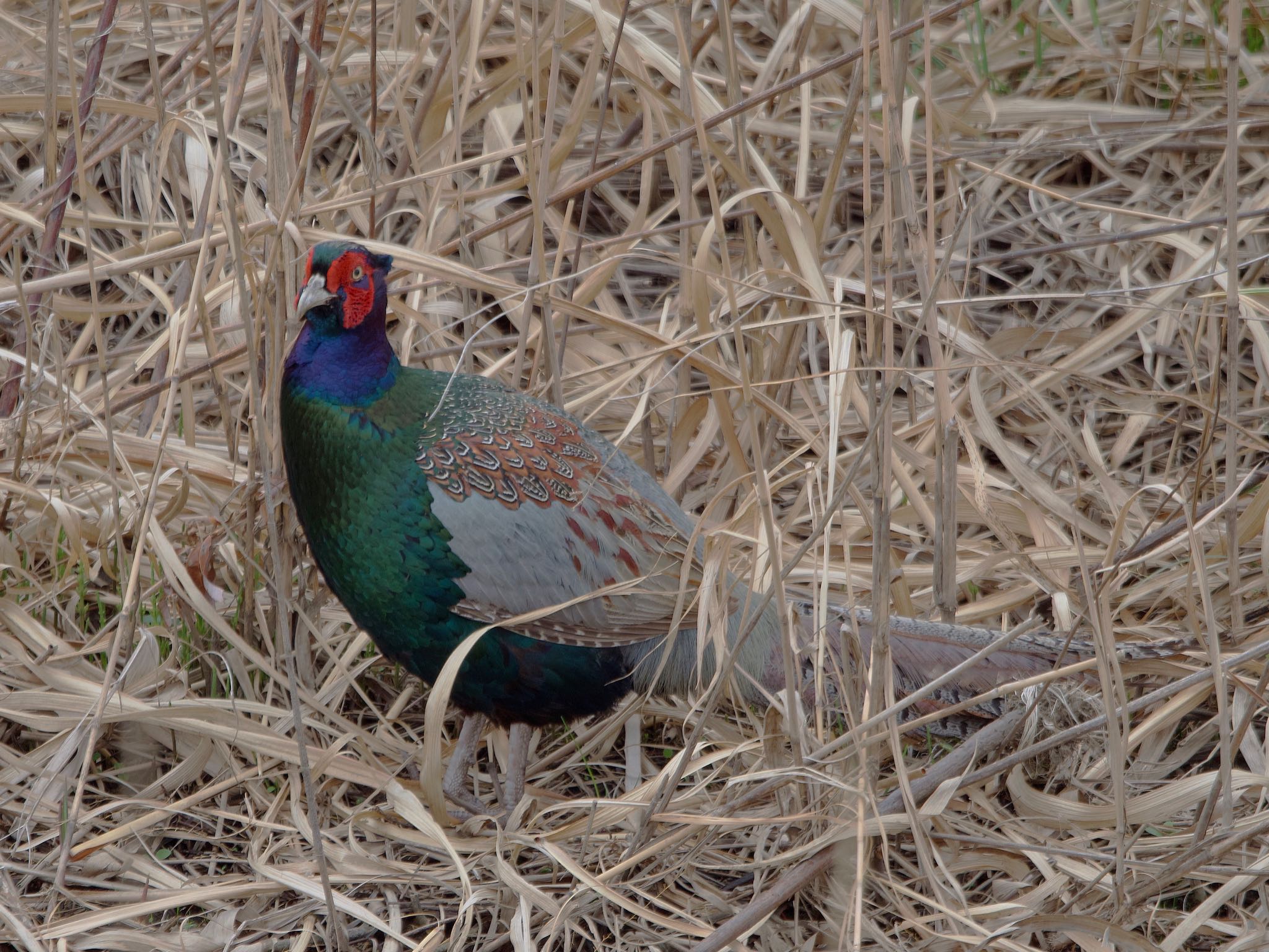 Photo of Green Pheasant at 境川遊水地公園 by アポちん