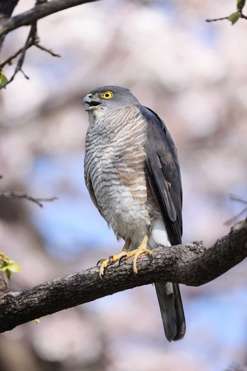 Japanese Sparrowhawk 神奈川県 Sat, 4/2/2022