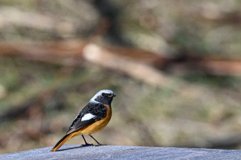 Daurian Redstart 北海道 Sat, 4/2/2022