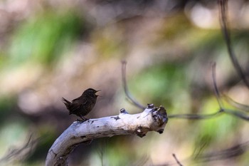 Eurasian Wren 北海道 Sat, 4/2/2022