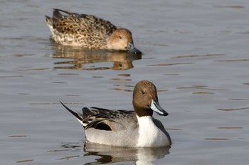 Northern Pintail 静岡県 大池(磐田市) Sat, 2/12/2022