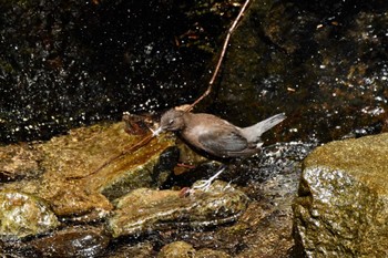 カワガラス 場所が不明 2022年3月28日(月)