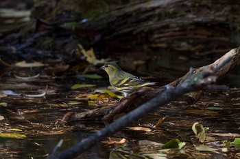 Eurasian Siskin 山梨県 Mon, 11/6/2017