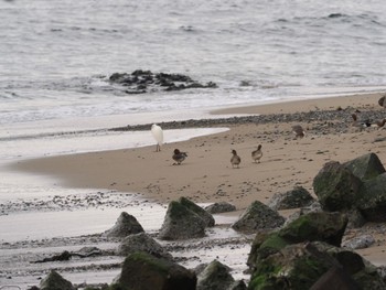 コサギ 平磯海岸 2022年4月3日(日)