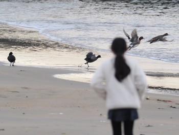 ヒドリガモ 平磯海岸 2022年4月3日(日)