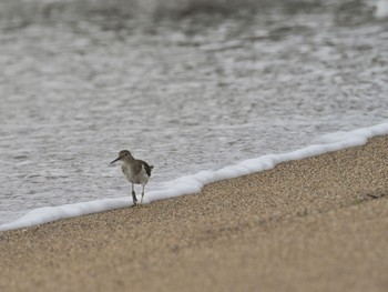 イソシギ 平磯海岸 2022年4月3日(日)