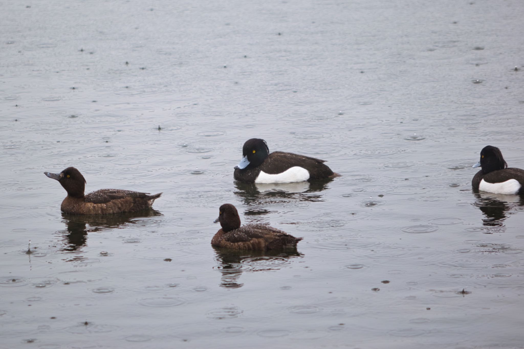 東京港野鳥公園 キンクロハジロの写真 by naturedrop