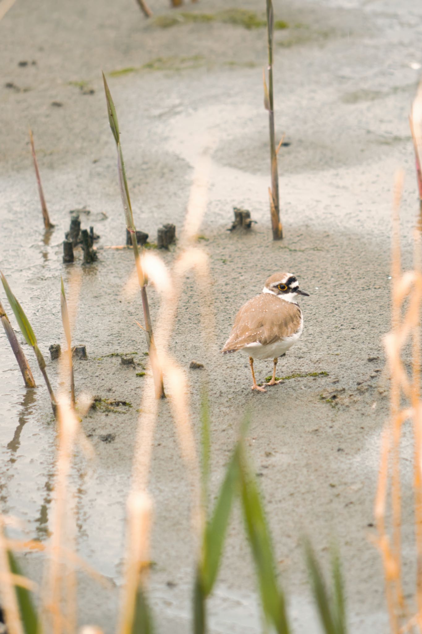 東京港野鳥公園 コチドリの写真 by naturedrop