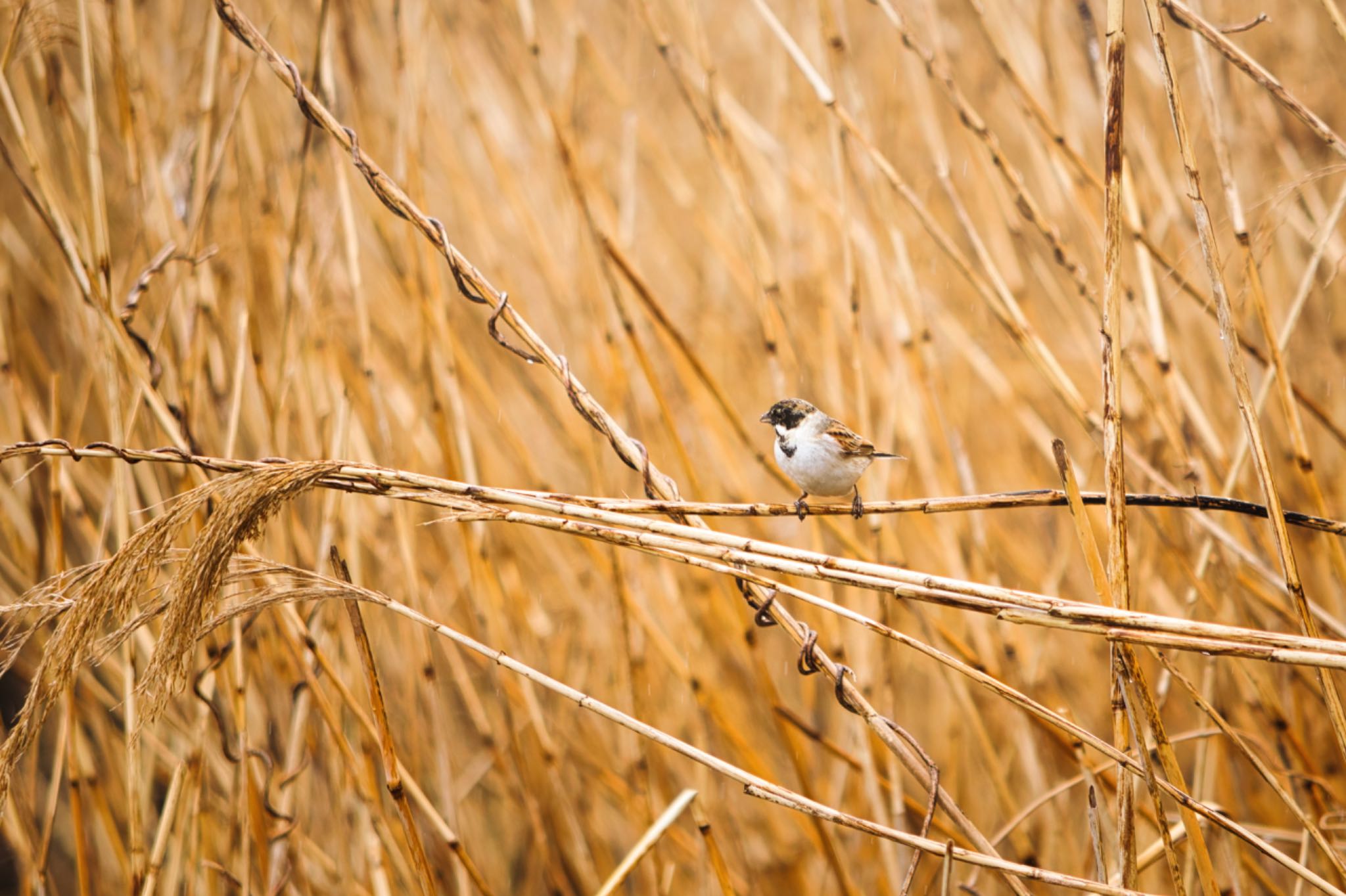 東京港野鳥公園 オオジュリンの写真 by naturedrop