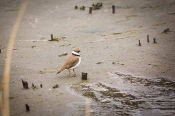 コチドリ 東京港野鳥公園 2022年4月3日(日)