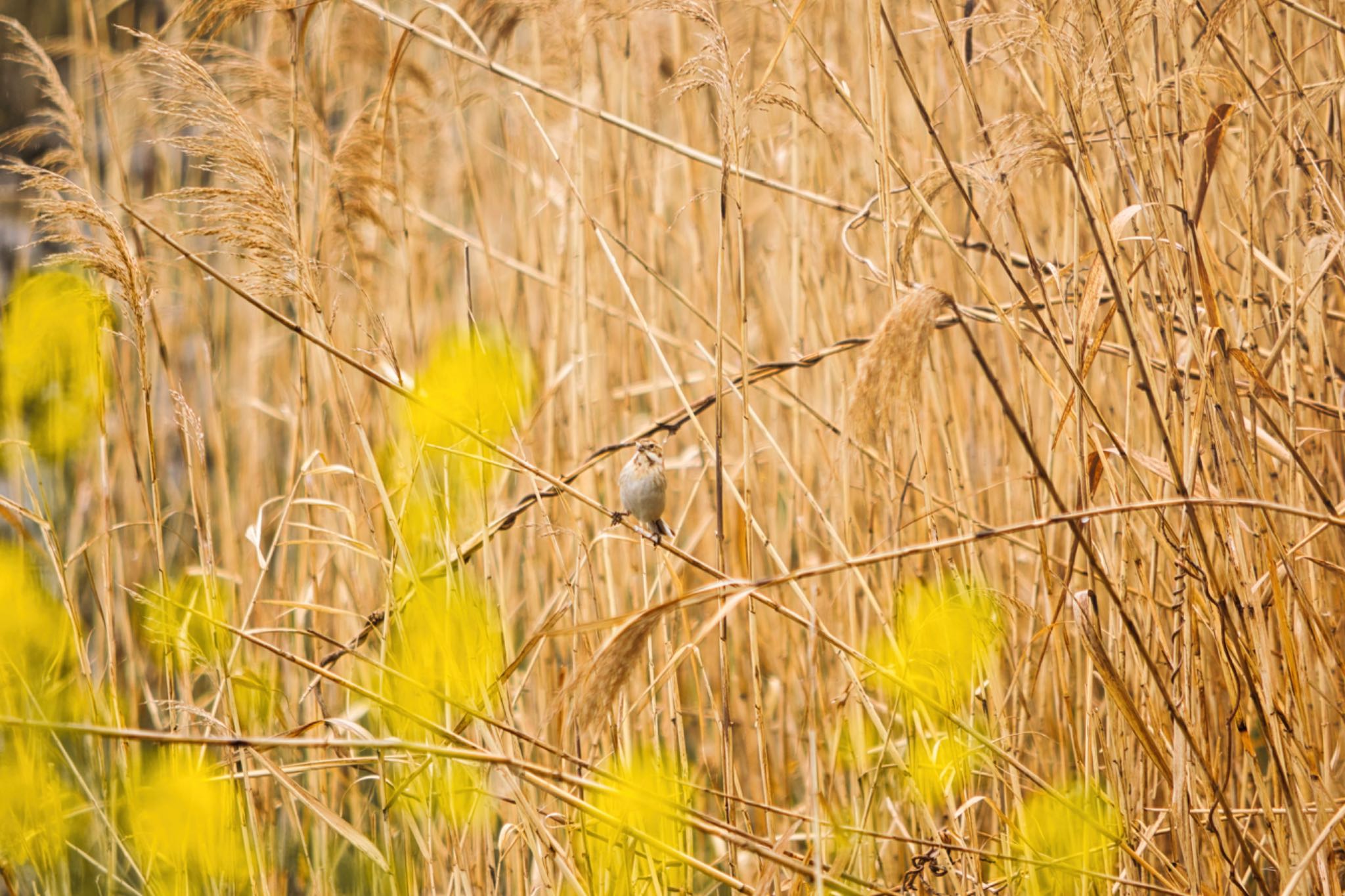 東京港野鳥公園 オオジュリンの写真 by naturedrop