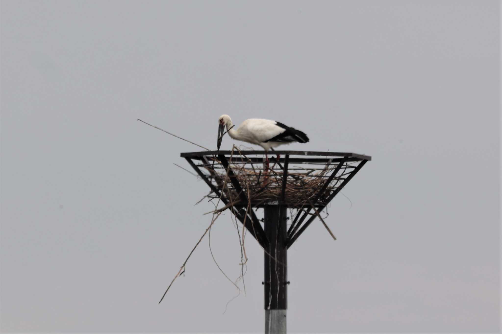 コウノトリ